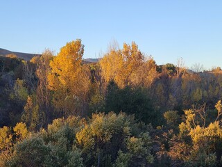 Cottonwood trees show their yellow foliage at sunset in San Ramon, California