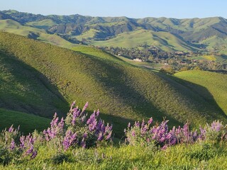 Silver lupine flowers blooming in the East Bay hills of Northern California