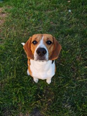 beagle in grass