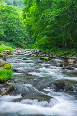 stream in the green forest