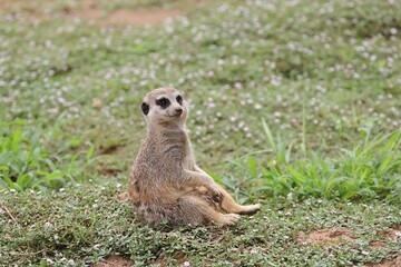 草の上に座って休むミーアキャット