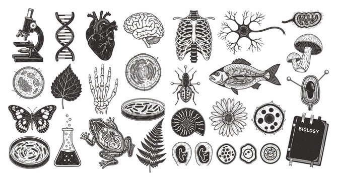 A large collection of vintage-style black and white scientific illustrations of biology&mdash;anatomy, cells, plants, animals, and lab tools. Ideal for educational prints, posters, and science-themed design
