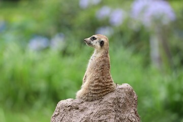 Fototapeta premium 岩の上に座った横向きのミーアキャット