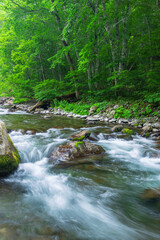 stream in the green forest