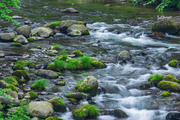 stream in the green forest