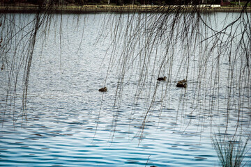 The photo showcases the beautiful scenery on both sides of the Lake Burley Griffin