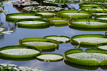 パラグアイオニバス