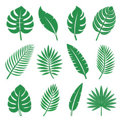 Tropical Leaves Collection monstera palm leaves