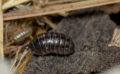 close up of a rolly polly or pill bug on a piece of bark