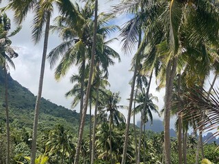 Tropical Textures & Plants