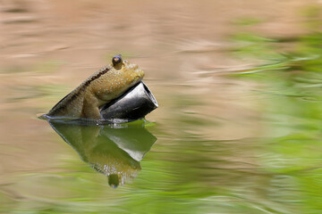 Close-up of Mudskipper or Amphibious fish. Cute of animal