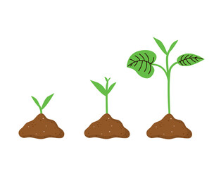 Step-by-step cartoon representation of a baby sprout growing vector illustration. Infography for educational, eco and gardening content