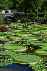 パラグアイオニバス