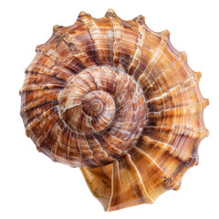 Close-up spiral seashell, intricate patterns