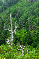 trees in the green forest