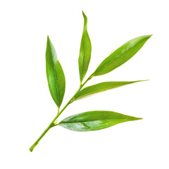 Close-up of a vibrant green tea leaf branch