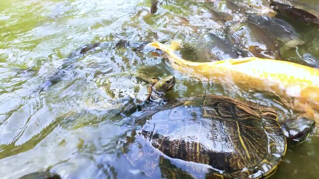 餌に群がる鯉とカメ