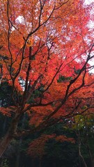 Fototapeta premium autumn trees