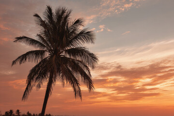 Obraz premium stunning view of tropical palm tree captured from low angle rising majestically against vibrant sunset sky