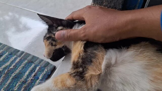 Hand Stroking a Calico Cat Lying on Ceramic Floor, Cat Yawning and Relaxing (Felis catus)