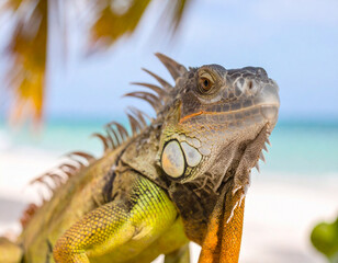 Fototapeta premium Colorful Portrait of Green Iguana in Palm Tree on Beach in Florida 115