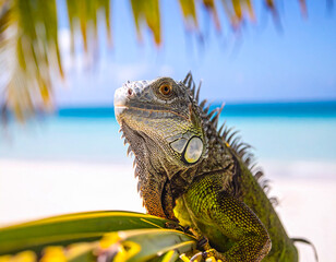 Obraz premium Colorful Portrait of Green Iguana in Palm Tree on Beach in Florida 116