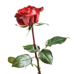 Single red rose on dark background