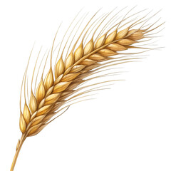 wheat ears isolated on white