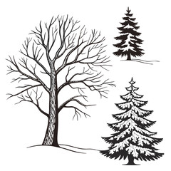 Bare deciduous tree and snowy evergreen pine trees winter