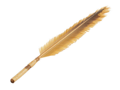 Quill Feather Isolated
