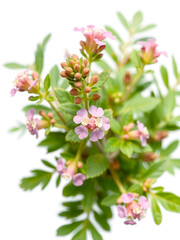 Pink flower of origanum vulgare isolated on white