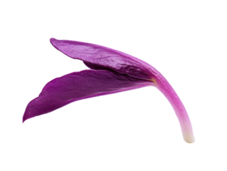 Purple Leaf on Transparent Background