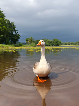 un pato tarro canelo en un lago