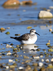 Fototapeta premium Common greenshank (Tringa nebularia) resting on seashore