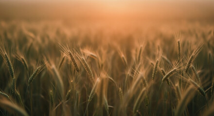 Fototapeta premium Golden Wheat Field in Summer Sunshine – Agricultural Landscape Symbolizing Food Security