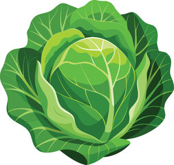 Detailed illustration of a savoy cabbage a leafy green vegetable isolated on white background