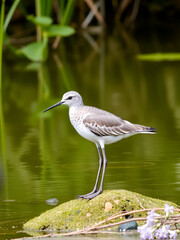 Naklejka premium Common greenshank (Tringa nebularia)