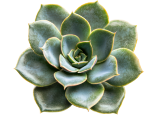 Succulent Plant on Transparent Background