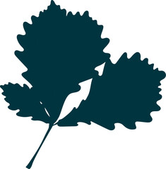 Hand-drawn oak leaves silhouette isolated on white background. Flat style vector illustration. 