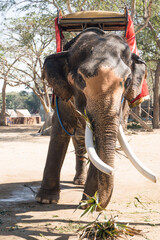 Close-up of an elephant in Pattaya, Thailand