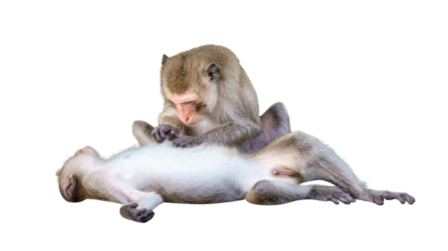 Couple monkeys or macaca take care of their lover closeup.It scratch your belly, cleans, looks warm, cute, enjoy, funny, in love and happy. Isolated on white background with clipping path, transparent