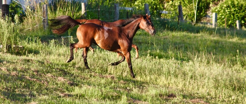 Afternoon zoomies at the farm