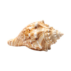 Fototapeta premium Sea Shell's Natural Beauty: A captivating image of a meticulously detailed seashell, showcasing its intricate textures and natural beauty in close-up, and reminding of the ocean's wonders.