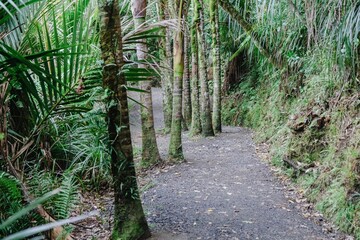 A gravel path winds through a lush forest in the the Waitakeres, Titirangi, Auckland, New Zealand. The path is lined with moss-covered nikau trees and ferns, creating a serene and natural scene.
