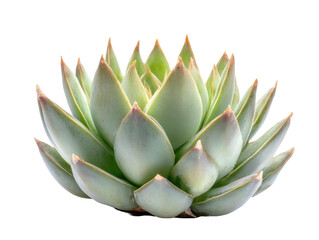 Green Succulent Plant Transparent