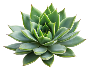Succulent Plant with Pointed Leaves