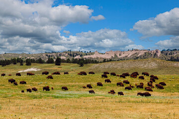 American Bison Herd Grazing in Summer at Fort Robinson State Park in Nebraska.
