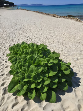 Cespugli di cardo selvatico cresciuti sulla spiaggia, dettaglio delle piante