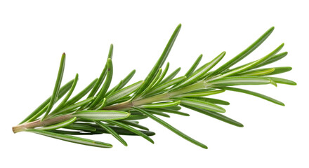 Fototapeta premium Green Rosemary Sprig isolated on a transparent background