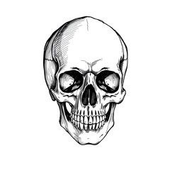 Obraz premium Hand drawn pen and ink study of the human skull - vectorised in PS